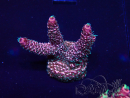 WYSIWYG Acropora acclimated LED