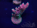 WYSIWYG Acropora millepora Maricultured acclimated LED