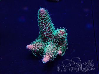 WYSIWYG Acropora Australien akklimatisiert LED