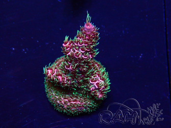 WYSIWYG Acropora Maricultura aclimatada LED