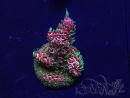 WYSIWYG Acropora Marikultur akklimatisiert LED