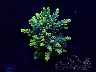 WYSIWYG Acropora 15E9 acclimated LED