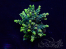 WYSIWYG Acropora 15E9 acclimatata a LED