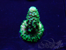 WYSIWYG Acropora 15E11 Mariculture acclimaté led