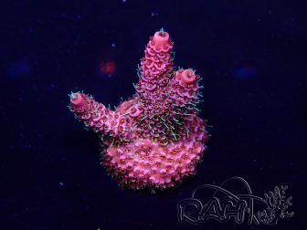 WYSIWYG Acropora akklimatisiert LED