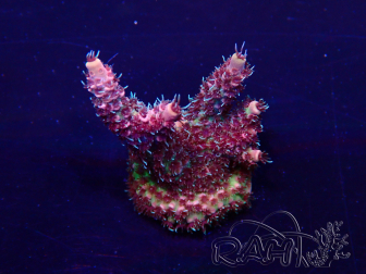 WYSIWYG Acropora 15F3 acclimatata a LED