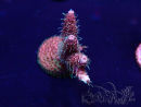 WYSIWYG Acropora 15F4 acclimated LED