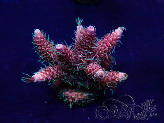 WYSIWYG Acropora acclimatata a LED