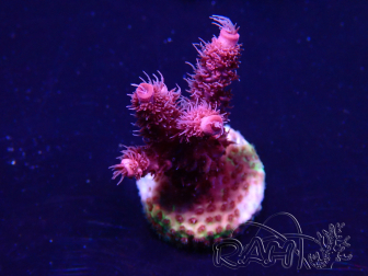 WYSIWYG Acropora acclimatata a LED