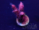WYSIWYG Acropora 15F7 Australia acclimated LED