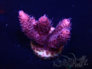 WYSIWYG Acropora Marikultur akklimatisiert LED