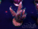 WYSIWYG Acropora tenuis 15F9 Mariculture acclimaté led