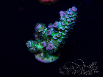WYSIWYG Acropora Maricultura aclimatada led