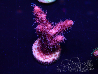 WYSIWYG Acropora 15F11 Mariculture acclimaté led