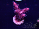 WYSIWYG Acropora 15F11 Mariculture acclimaté led