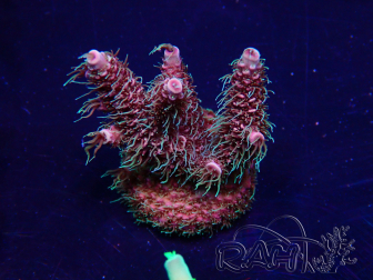 WYSIWYG Acropora Mariculture acclimated LED