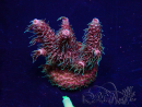 WYSIWYG Acropora Mariculture acclimated LED