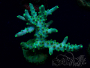 WYSIWYG Acropora 15G1 Mariculture acclimaté led