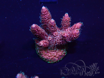 WYSIWYG Acropora 15G3 Australia acclimated LED