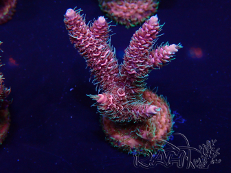 WYSIWYG Acropora acclimated LED