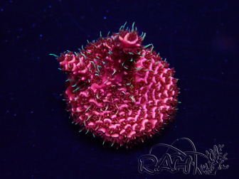 WYSIWYG Acropora acclimaté led