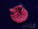 WYSIWYG Acropora acclimated LED