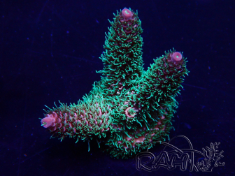 WYSIWYG Acropora 15G6 acclimatata a LED