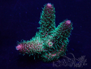WYSIWYG Acropora 15G6 acclimaté led