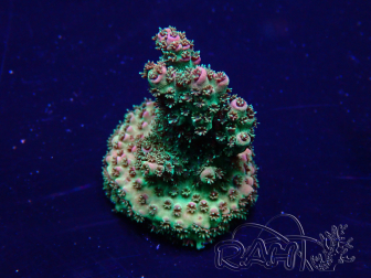 WYSIWYG Acropora 15G7 Maricultura aclimatada led