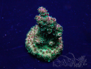 WYSIWYG Acropora 15G7 Maricultura aclimatada led