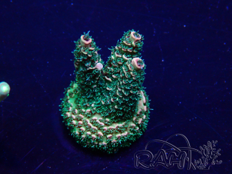 WYSIWYG Acropora Marikultur akklimatisiert LED