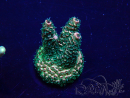 WYSIWYG Acropora 15G8 Maricoltura acclimatata a led