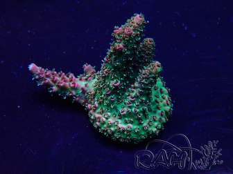 WYSIWYG Acropora 15G10 acclimated LED