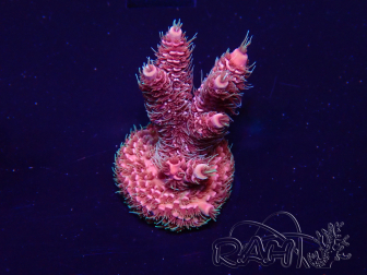 WYSIWYG Acropora Maricultura aclimatada LED