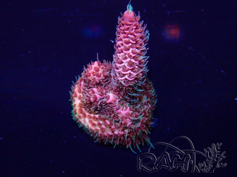 WYSIWYG Acropora Maricoltura acclimatata a LED