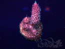 WYSIWYG Acropora 15G12 Mariculture acclimaté led
