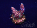 WYSIWYG Acropora Marikultur akklimatisiert LED
