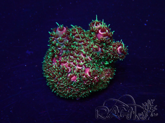 WYSIWYG Acropora Mariculture acclimated LED