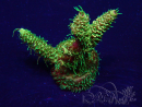 WYSIWYG Acropora Mariculture acclimated LED