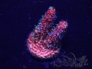 WYSIWYG Acropora 15H8 Mariculture acclimaté led