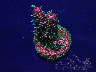 WYSIWYG Acropora 15H9 Maricultuur geacclimatiseerd LED