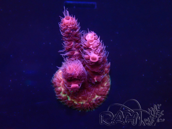 WYSIWYG Acropora Mariculture acclimated LED