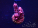 WYSIWYG Acropora Maricultura aclimatada LED