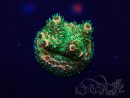 WYSIWYG Acropora Mariculture acclimated LED