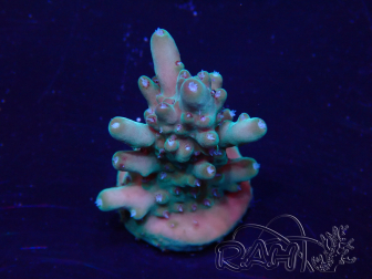 WYSIWYG Acropora 15I2 Mariculture acclimaté led