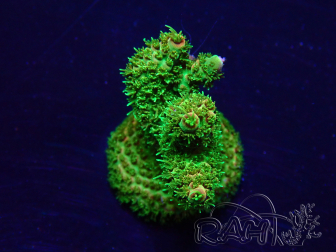WYSIWYG Acropora 15I3 Mariculture acclimaté led