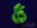 WYSIWYG Acropora Marikultur akklimatisiert LED
