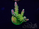 WYSIWYG AcroporaMariculture acclimaté led