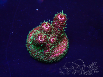 WYSIWYG Acropora Mariculture acclimaté led