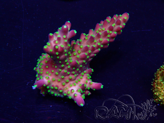 WYSIWYG Acropora Mariculture acclimaté led